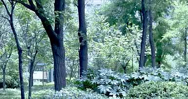法制公园树林美景空镜51秒视频的预览图